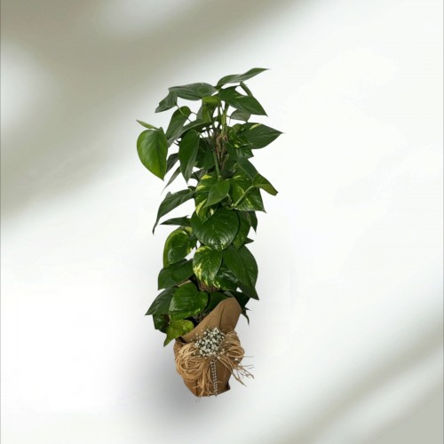 Epipremnum Salon Sarmaşığı Orta